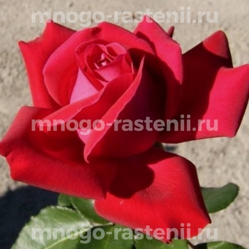 Роза штамбовая Дам де Кер (Rosa Dame de Coeur)