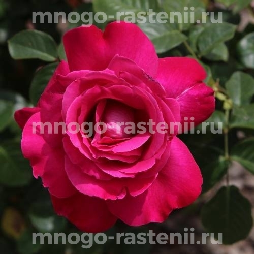 Роза штамбовая Барон Эдмонд де Ротшильд (Rosa Barone Edmond de Rothschild)