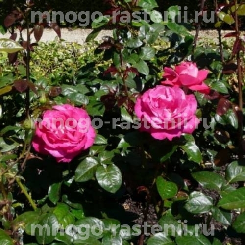 Роза штамбовая Барон Эдмонд де Ротшильд (Rosa Barone Edmond de Rothschild)