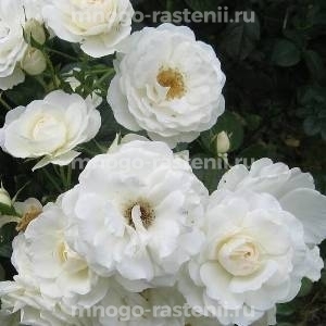 Роза штамбовая Вайс Вольке (Rosa Weisse Wolke)
