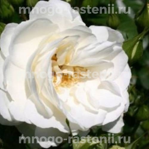 Роза штамбовая Вайс Вольке (Rosa Weisse Wolke)