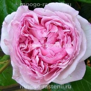 Роза Веджвуд Роуз (Rosa The Wedgwood Rose)