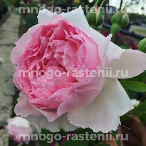 Саженцы Розы Веджвуд Роуз (Rosa The Wedgwood Rose)