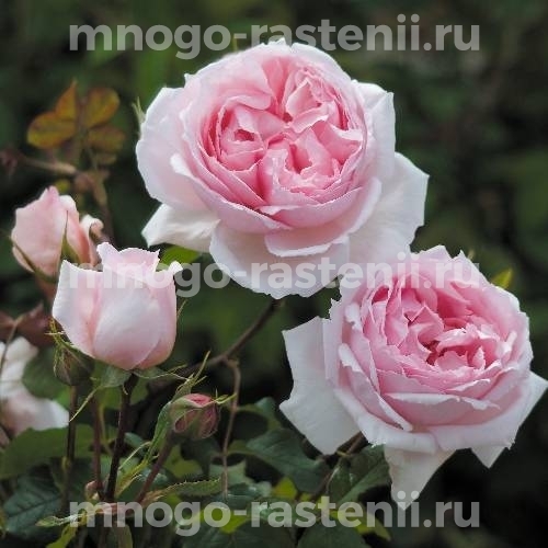Саженцы Розы Веджвуд Роуз (Rosa The Wedgwood Rose)