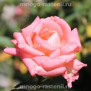Роза Жардин де Франс (Rosa Jardins de France)