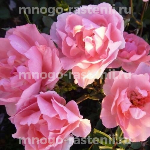 Саженцы Розы Жардин де Франс (Rosa Jardins de France)