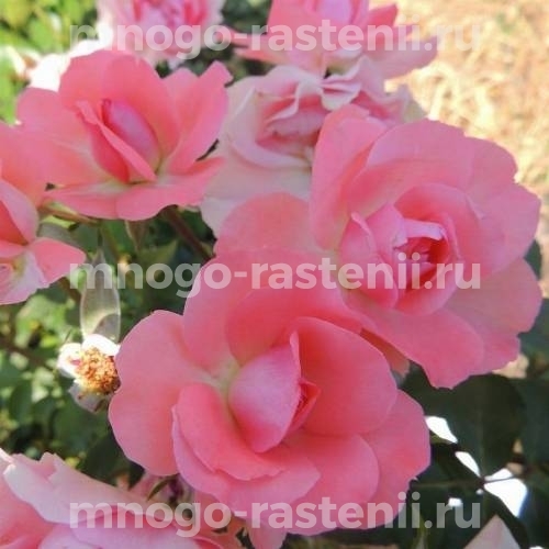 Саженцы Розы Жардин де Франс (Rosa Jardins de France)