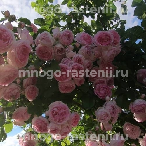 Саженцы Розы Жасмина (Rosa Jasmina)