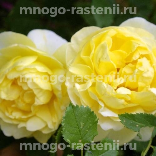 Роза Жена Поэта: особенности и характеристика сорта, правила посадки, выращивания и ухода, отзывы