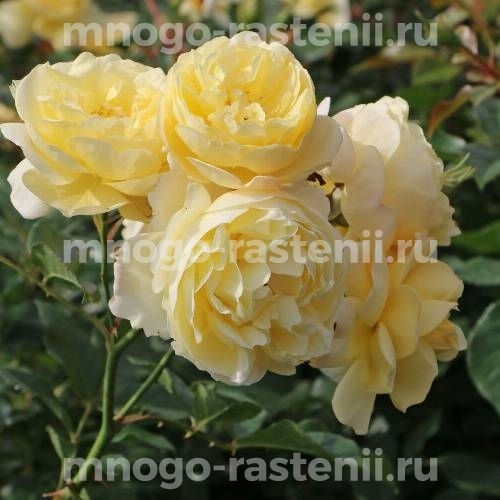 Саженцы Розы Зонненширм (Rosa Sonnensсhirm)