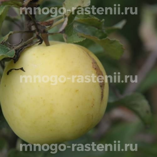 Характеристики сорта яблони Народное