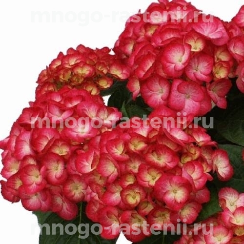 Гортензия крупнолистная Графиня Коссель (Hydrangea macrophylla Grafin Cosel)