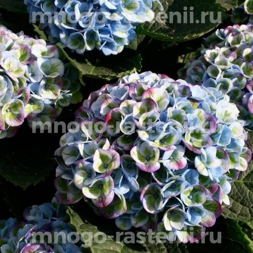 Гортензия крупнолистная Мэджикал Революшн (Hydrangea macrophylla Magical Revolution)
