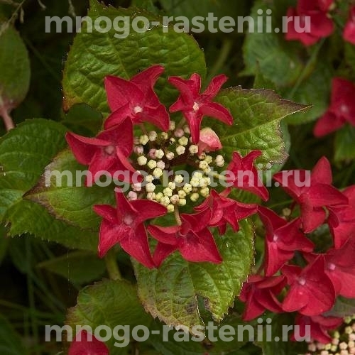 Гортензия крупнолистная Ротшванц (Hydrangea macrophylla Rotschwanz)