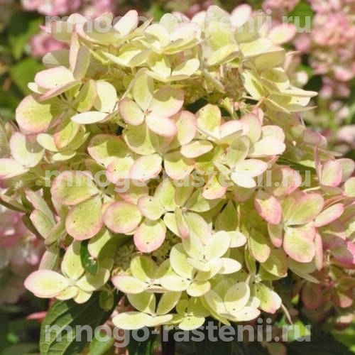 Гортензия метельчатая Пастель Грин (Hydrangea paniculata Pastelgreen)
