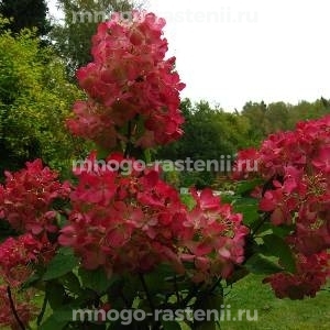 Гортензия метельчатая на штамбе Вимс Ред (Hydrangea paniculata Wim’s Red)