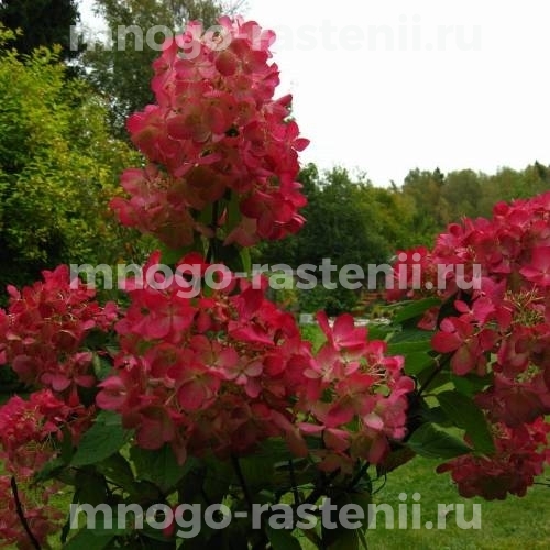 Гортензия метельчатая на штамбе Вимс Ред (Hydrangea paniculata Wim’s Red)