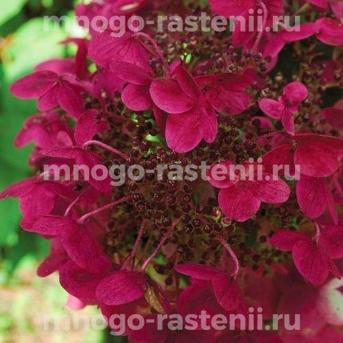 Гортензия метельчатая Вимс Ред (Hydrangea paniculata Wim’s Red)
