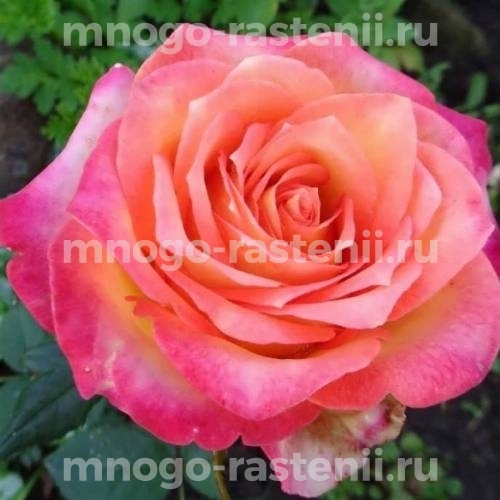 Саженцы розы Апачи (Rosa Apache)