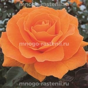 Роза Вавум (Rosa Vavoom)