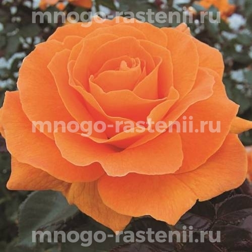 Саженцы Розы Вавум (Rosa Vavoom)