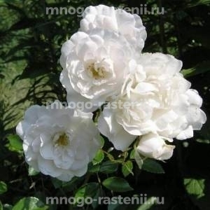 Роза Вайт Фейри (Rosa White Fairy)