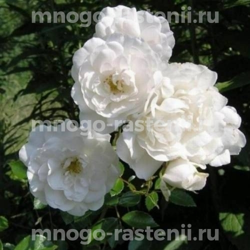 Саженцы Роза Вайт Фейри (Rosa White Fairy) купить по цене 570 руб. в Москве  с доставкой из питомника
