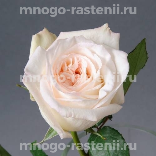 Саженцы Розы Вайт Охара (Rosa White O’Hara)