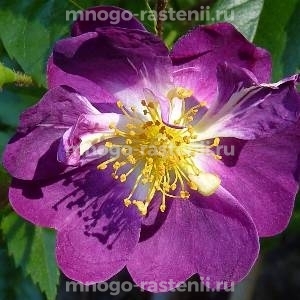 Роза Вейльхенблау (Rosa Veilchenblau)