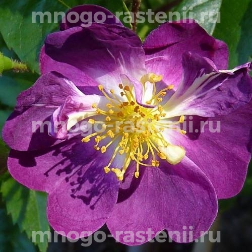 Саженцы Розы Вейльхенблау (Rosa Veilchenblau)