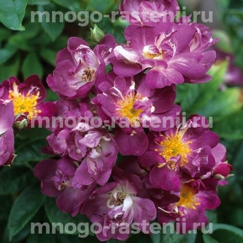 Саженцы Розы Вейльхенблау (Rosa Veilchenblau)