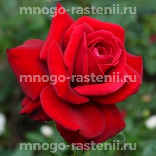 Саженцы Розы Виктор Гюго (Rosa Victor Hugo)