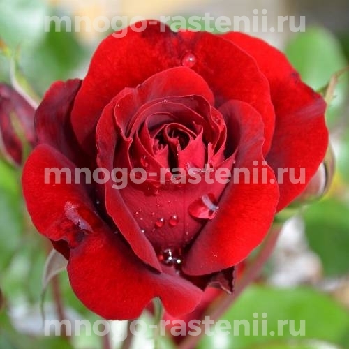 Саженцы Розы Виктор Гюго (Rosa Victor Hugo)