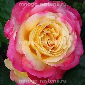 Роза Восточный Экспресс (Rosa Pullman Orient Express)