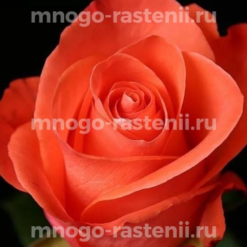 Саженцы Розы Вау (Rosa Wow)