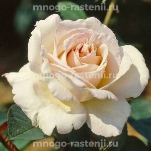 Роза Жардин де Багатель (Rosa Jardins de Bagatelle)