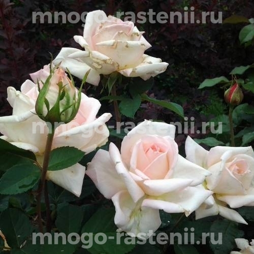Саженцы Розы Жардин де Багатель (Rosa Jardins de Bagatelle)