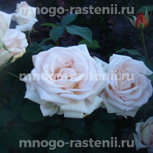 Саженцы Розы Жардин де Багатель (Rosa Jardins de Bagatelle)