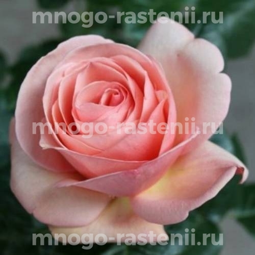 Саженцы Розы Афродита (Rosa Afrodita)