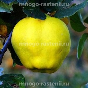 Айва Яблочная