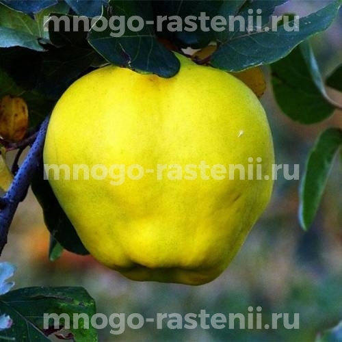 Саженцы айвы Яблочная
