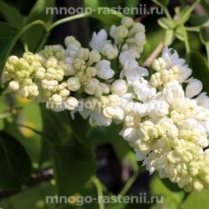 Сирень Лунный свет