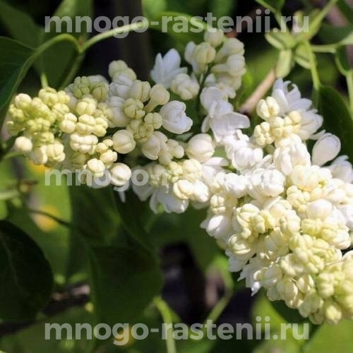 Саженцы сирени Лунный свет