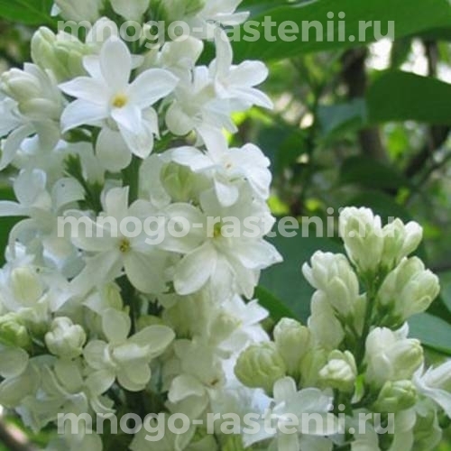 Саженцы сирени Елена Вехова