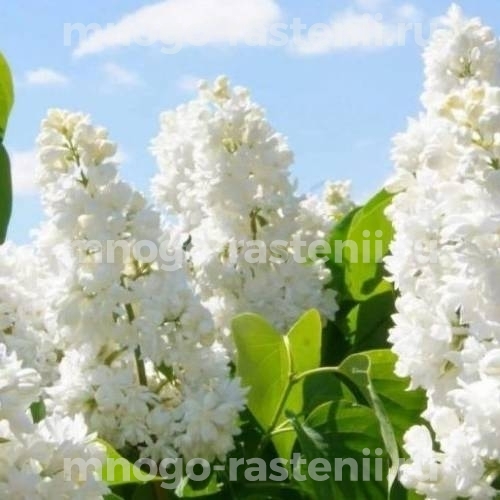 Саженцы сирени Жанна д'Арк