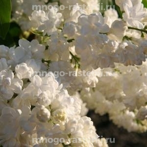 Сирень Лиега