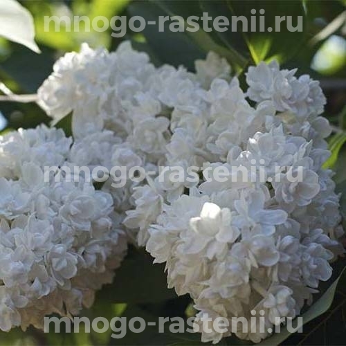 Саженцы сирени Лиега