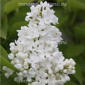Сирень Мадам Флорен Степман