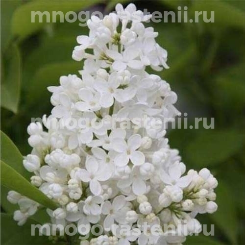 Саженцы сирени Мадам Флорен Степман