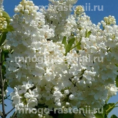 Саженцы сирени Мадам Флорен Степман